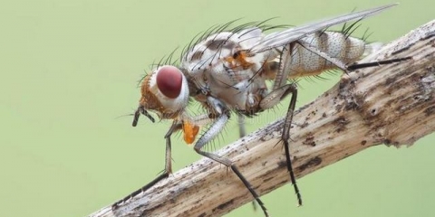 Štetočine sadnica paradajza i metode suzbijanja